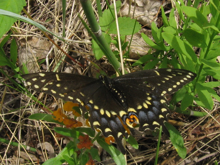 black swallowtail butterfly