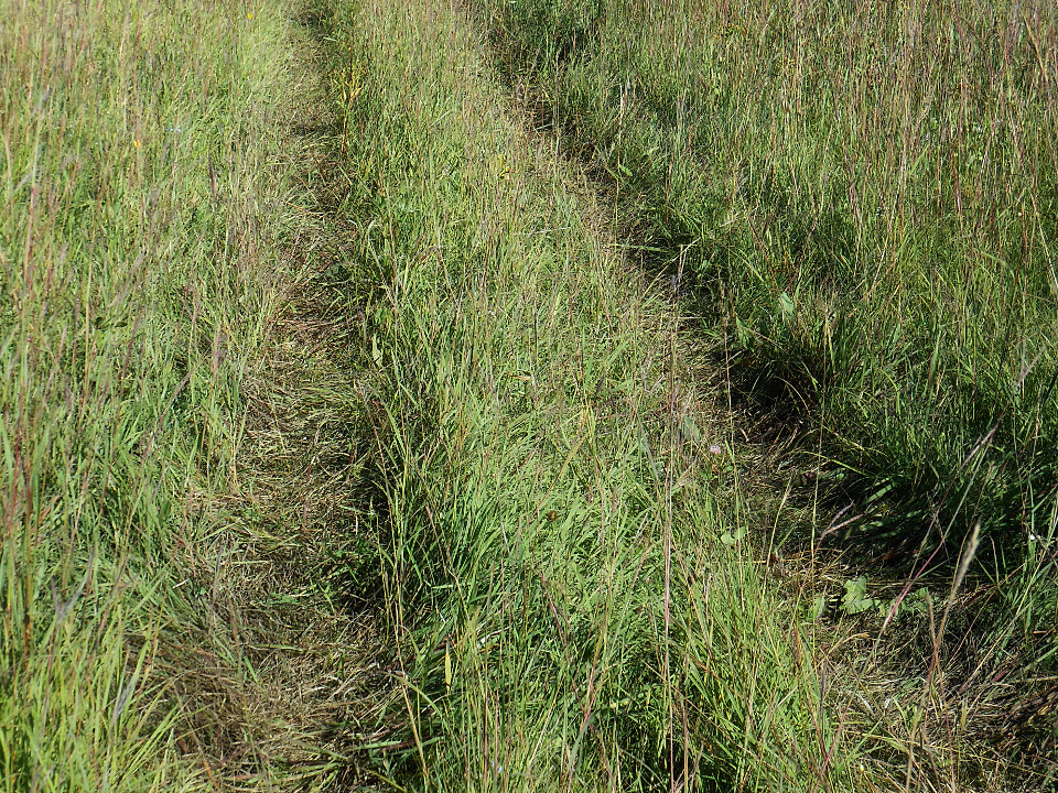 flattened tall grasses