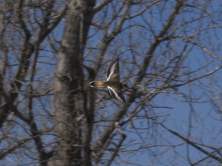 kildeer 09AP21