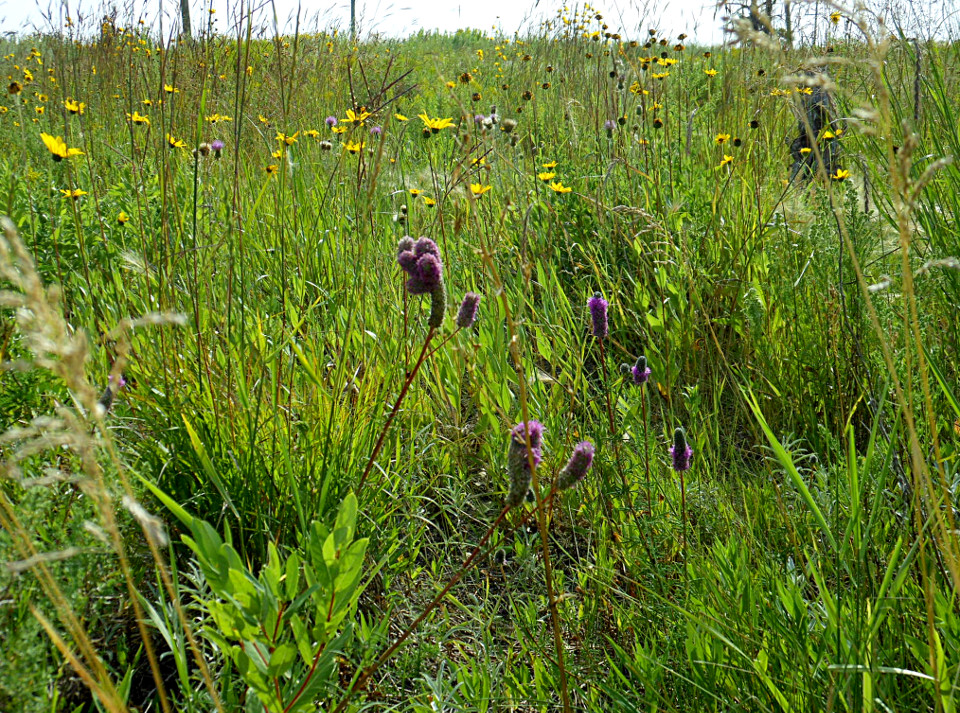 tallgrass prairie detail