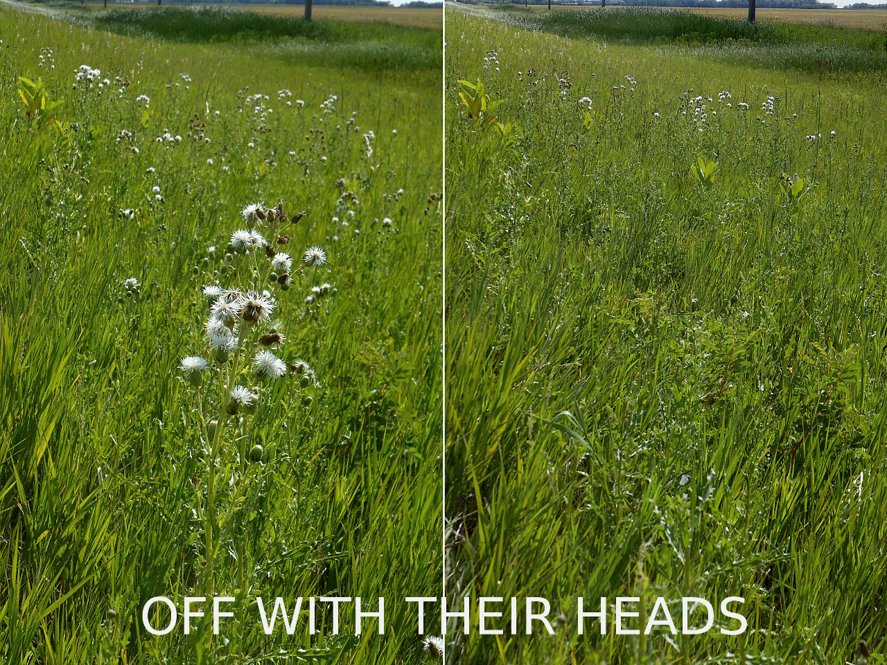off with their heads