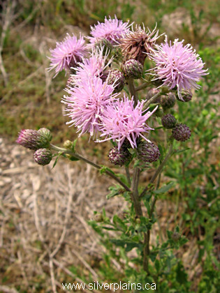 Canada thistle