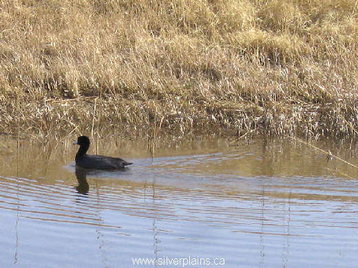 American coot