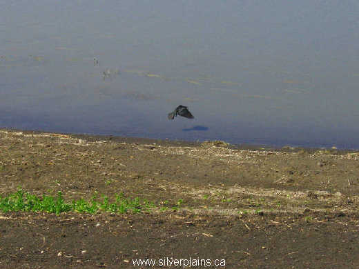 common grackle