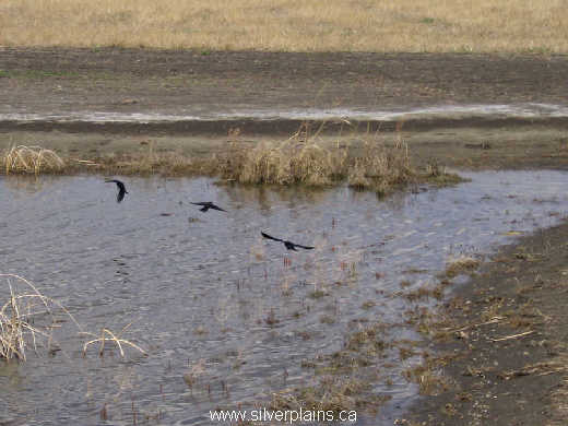 common grackle