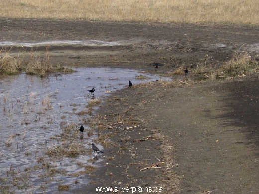 common grackle