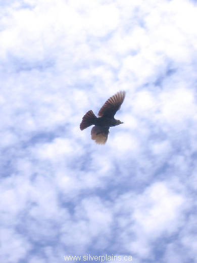 red-winged blackbird