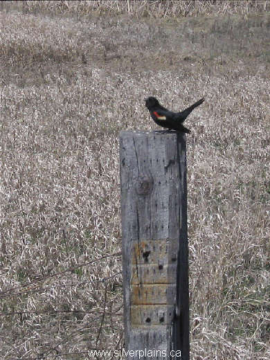 red-winged blackbird