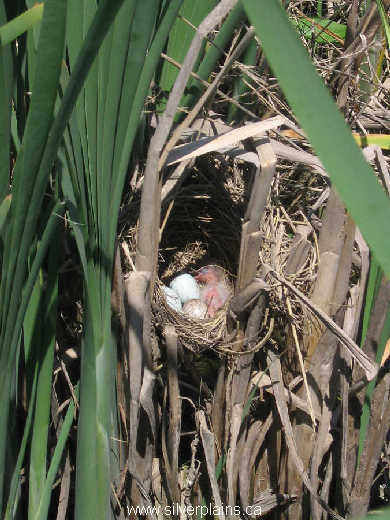 red-winged blackbird eggs chicks