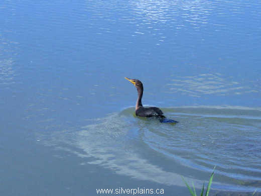 double-crested cormorant