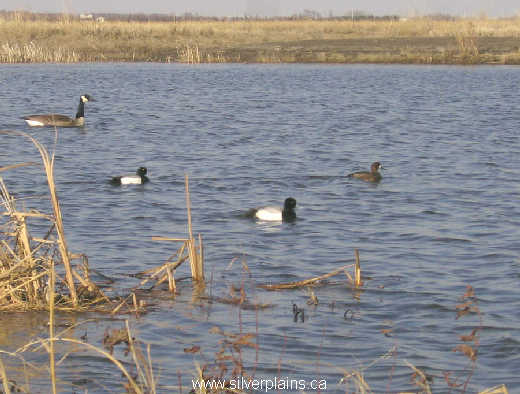 lesser scaup