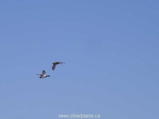 mallard