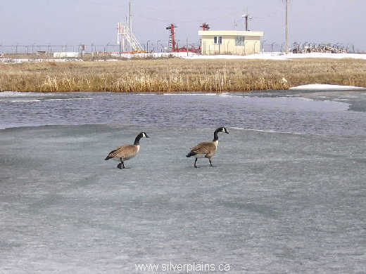 Canada goose