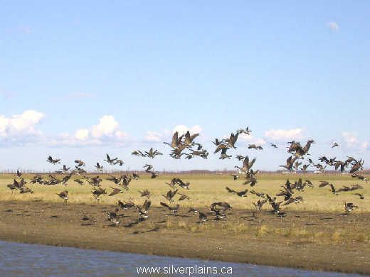 Canada goose