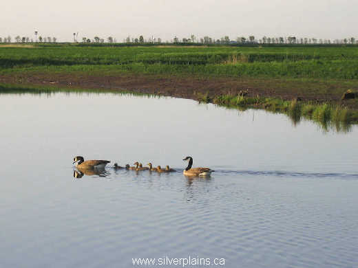 Canada goose with goslings