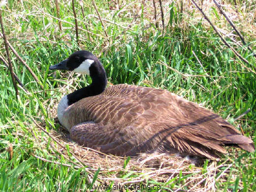 Canada goose nesting