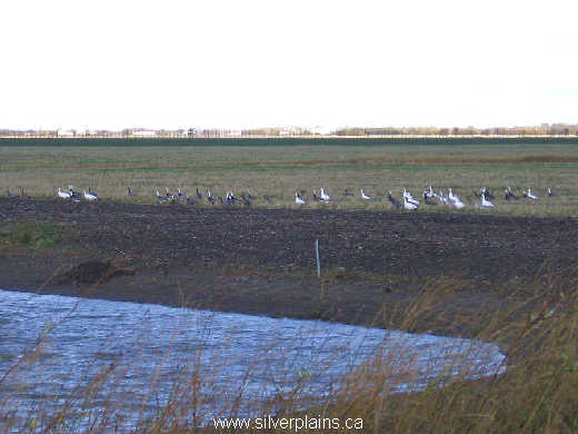 snow goose