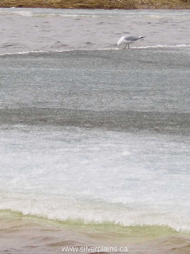 ring-billed gull