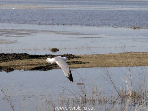 ring-billed gull
