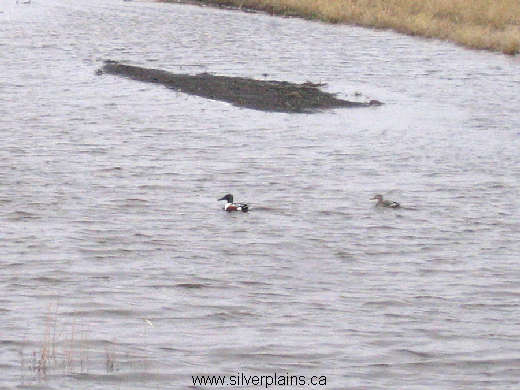 northern shoveler