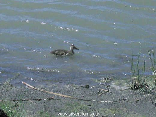 green-winged teal