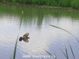 marsh birds
