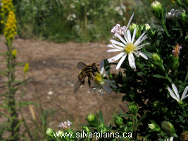 flies, drone flies, hover flies