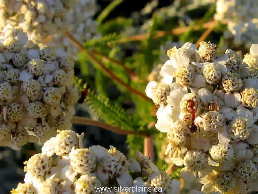 ant on yarrow