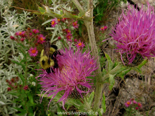 bumble bee - Bombus impatiens