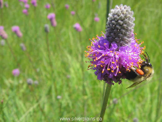 bumble bee - Bombus impatiens