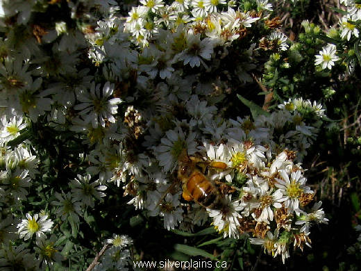 honey bee - Apis mellifera