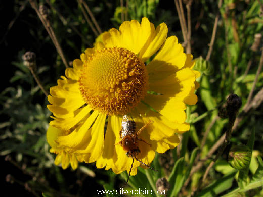 long horned bee - Melissodes