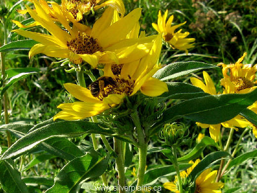 sweat bee - Halictus ligatus