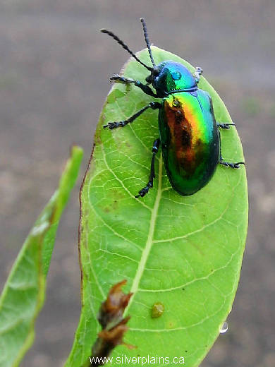 dogbane beetle