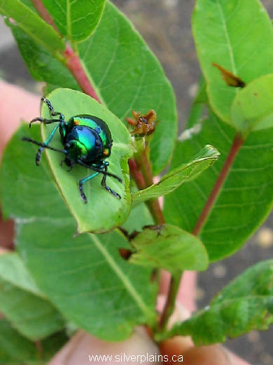 dogbane beetle