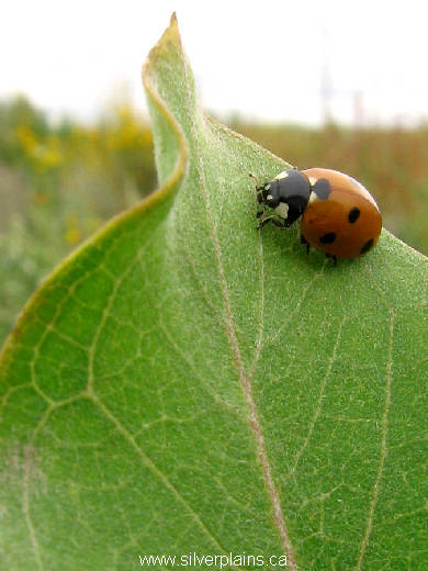 seven spotted ladybird beetle