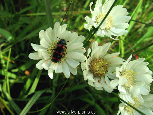 sexton beetle - Nicrophorus obscurus