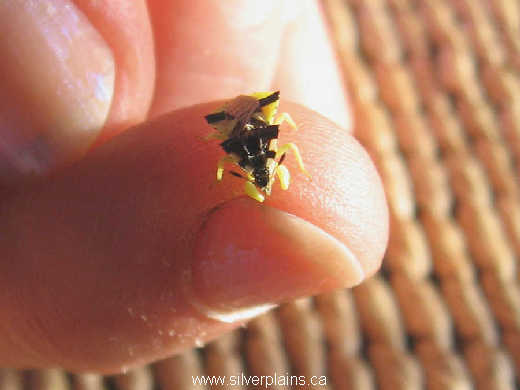 ambush bug - Phymata erosa