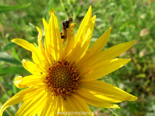 ambush bug - Phymata erosa
