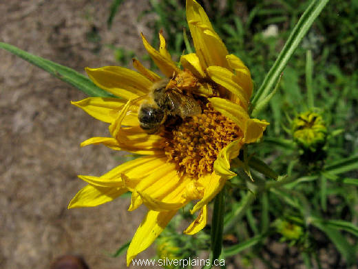 ambush bug & bee