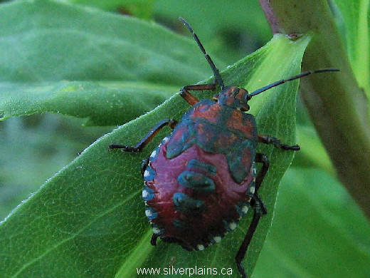 shield bug