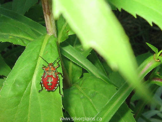 shield bug