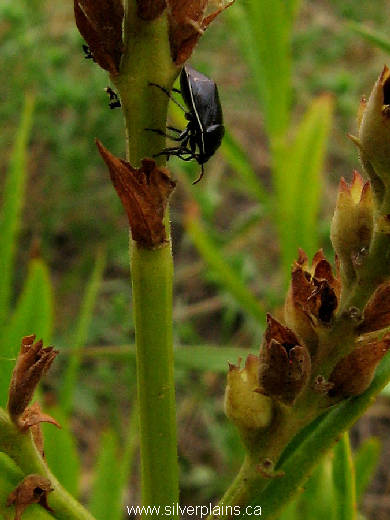 shield bug - Apateticus marginiventris