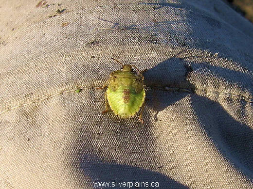 shield bug nymph