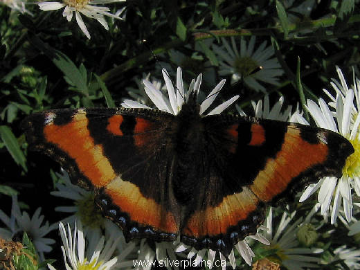 Milbert's tortoiseshell butterfly - Aglais milberti