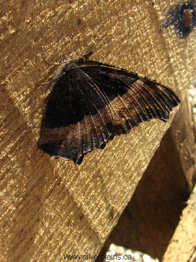 Milbert's tortoiseshell butterfly - Aglais milberti