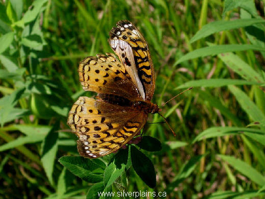 butterfly - Speyeria
