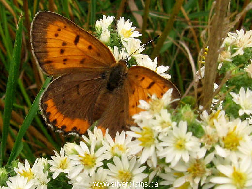 bronze copper butterfly