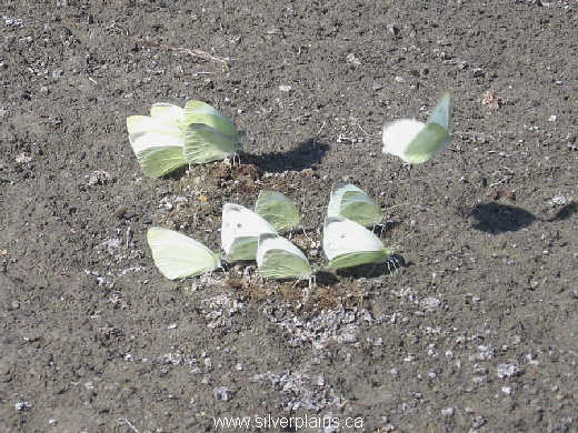 cabbage white butterfly