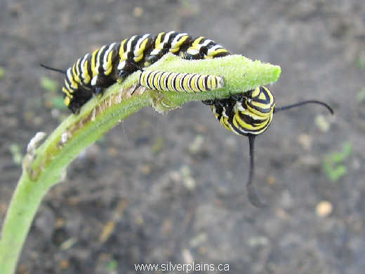 monarch butterfly
